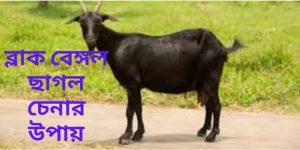 ব্লাক বেঙ্গল ছাগল চেনার উপায়