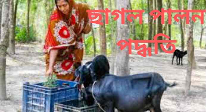 ছাগল পালন পদ্ধতি
